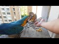 Wild Macaws in Caracas - Guacamayas en Caracas 17102021