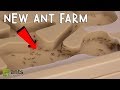 My Fire Ants' New Ant Farm