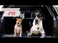 Dog-Friendly Cars | MotorWeek FYI