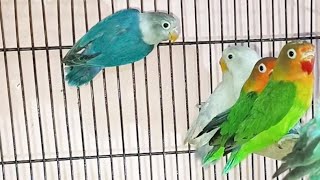 birds m calcium ki kami ko pura krny klye medicine|| EZ Birds Aviary