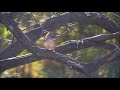 Africam. Mangrove kingfisher- Африка. Мангровый зимородок. Мангровая Альциона (Halcyon senegaloides)