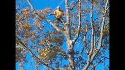 tree removal Vancouver wa