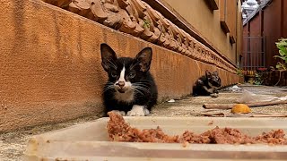 After the rain, I went to feed them but did not eat