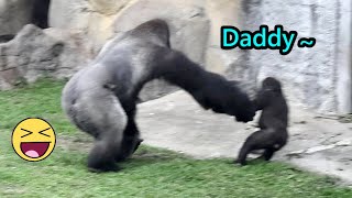 Gorilla Jabali was busy playing with Daddy,bro b4 entering to indoor金剛猩猩Jabali下班前放電和D’jeeco,Ringo嗨玩