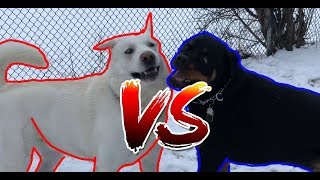 Rottweiler Vs  Labrador!!! by Sultan Brar 7,393 views 5 years ago 1 minute, 59 seconds