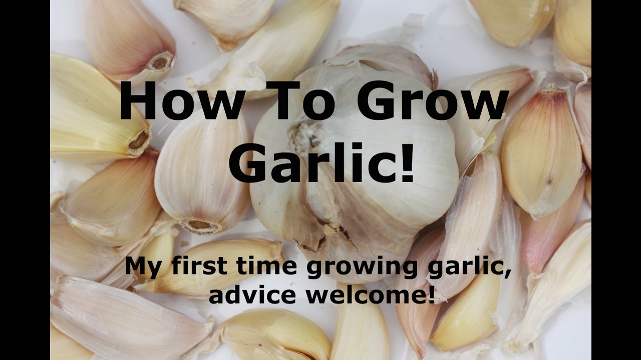 Planting Garlic-My first time growing garlic - YouTube