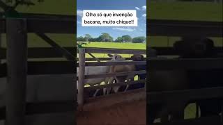 Prático! 🐂