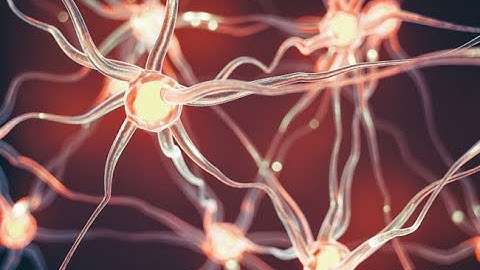 Class 5 | Science | Ch-4 The Brain and the senses | Part-2 | Nerves and the Spinal Cord