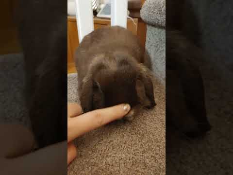 Bunny Boop