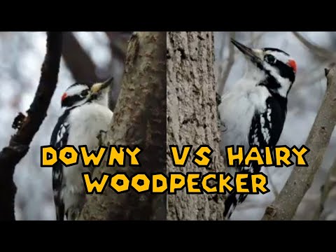 downy vs hairy woodpecker downy vs hairy woodpecker