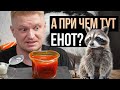 Енот позаботится о вас? Охота на Енота. Славный обзор.