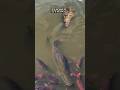 Tense Moments as a Huge Crocodile Hunts Giant Fish! #shorts #fish #fishing #trending #amazing #viral
