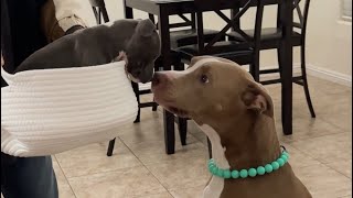 My Dogs Meet Our New Puppy by Knight and Aston 14,124 views 1 month ago 1 minute, 1 second
