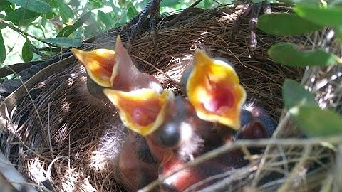 Blackbird nesting - from building the nest to leaving the nest