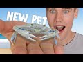 Raising a baby blue crab from the bait shop