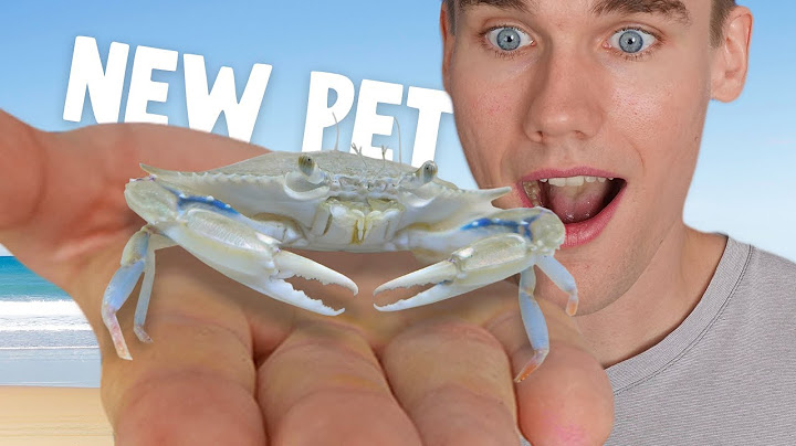 Raising A Baby Blue Crab From The Bait Shop