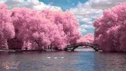 الشيخ عبد الفتاح الشعشاعي رحمه الله @تلاوة خاشعة من سورة القمر