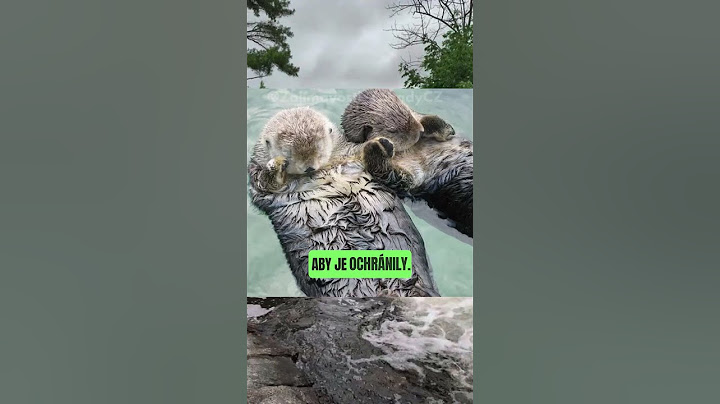 😴 Proč se vydry drží za tlapky ve spánku? 🦦❤️