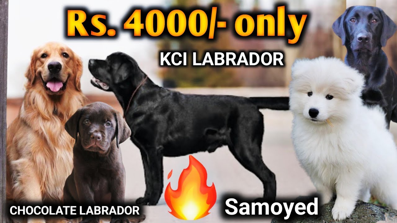 Rs 4000 On Heat Golden Retriever Kci Black Labrador Chocolate rs-4000-on-heat-golden-retriever-kci-black-labrador-chocolate