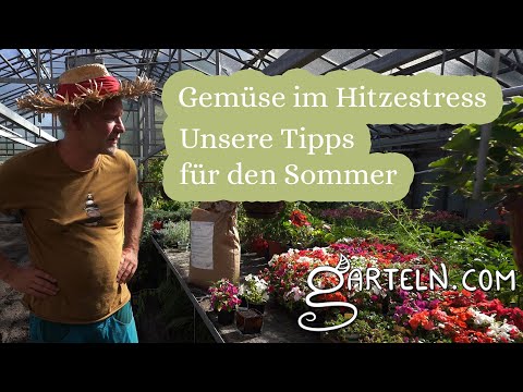 Plant care in hot weather: This is what we do in the nursery!
