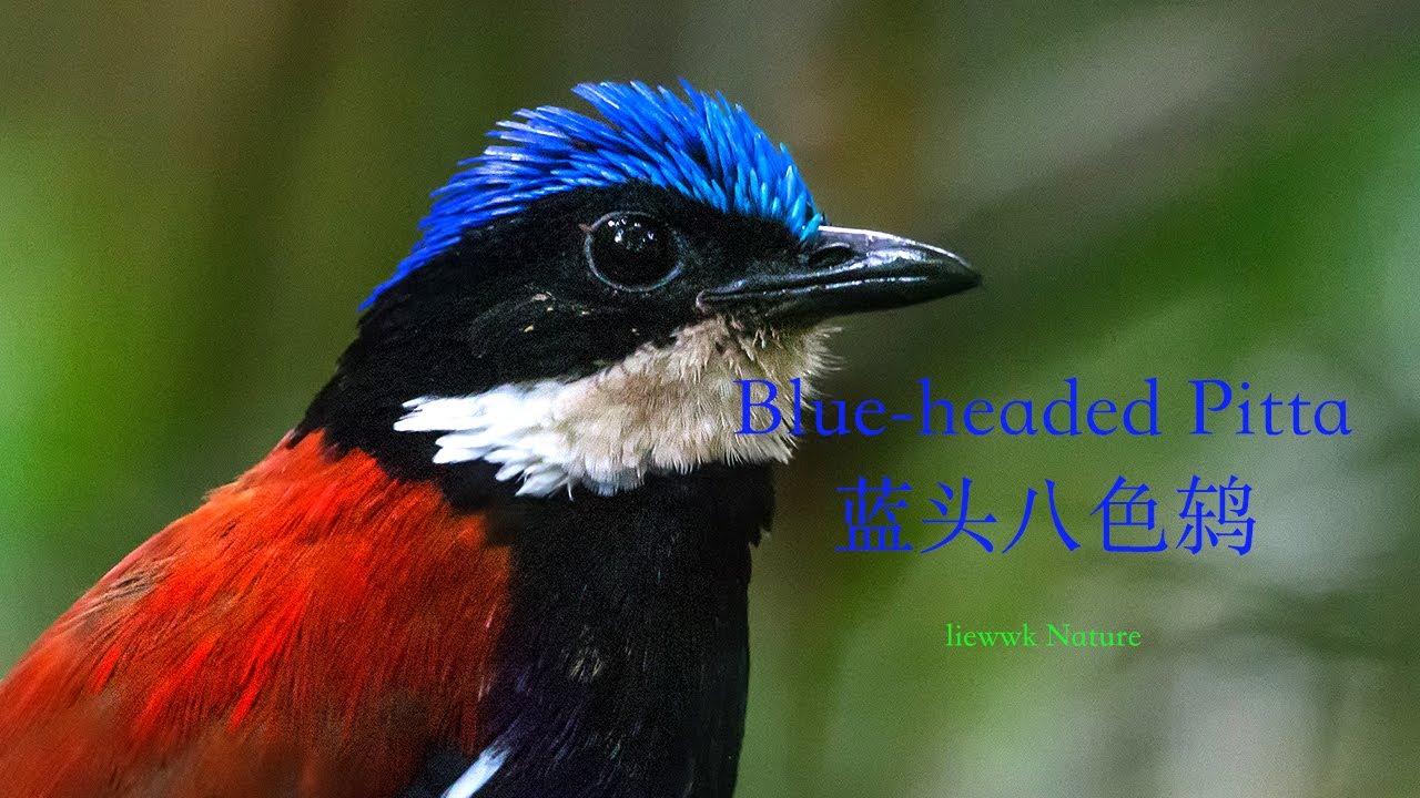 fighting Giant Pitta call. Blue-headed Pitta , 蓝头八色鸫 