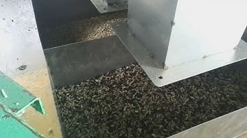 Sunflower seed kernel color sorter.......alexyujinzhou@gmail.com; 86-13695511769