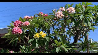 Beautiful Plumeria Flowers - Upland Nursery 2020 screenshot 4