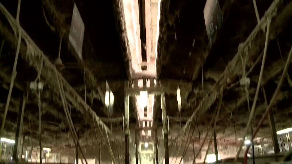 Wéari ! Le cochon sauvage, un envahisseur - 1/2