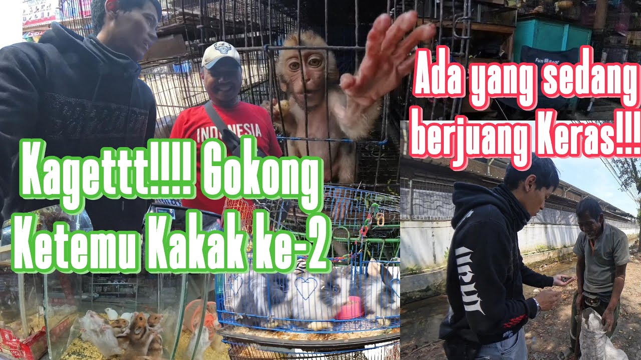 RIDING SERU DI PASAR HEWAN TERBESAR DIBANDUNG | ADA PENCARI RONGSOK YANG PERLU ULURAN TANGAN