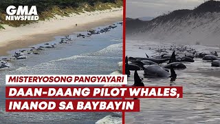 Daan-daang pilot whales, inanod sa baybayin | GMA News Feed