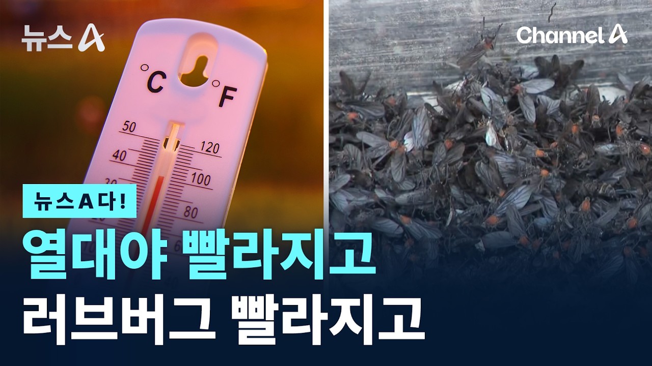 [뉴스A다!] 열대야 빨라지고 러브버그 빨라지고 / 채널A / 뉴스A