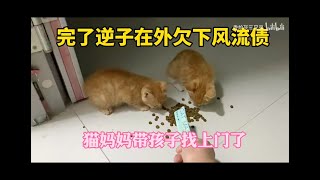 【香爐香灰是贈送的】我懷疑爐總和貓媽媽的關係不對勁 by 香爐香灰是香香撿來的 240 views 1 month ago 8 minutes, 57 seconds