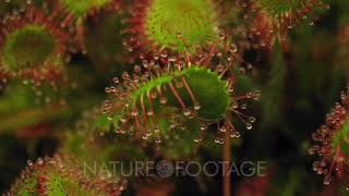 Timelapse Drosera Spatulata Eating An Insect