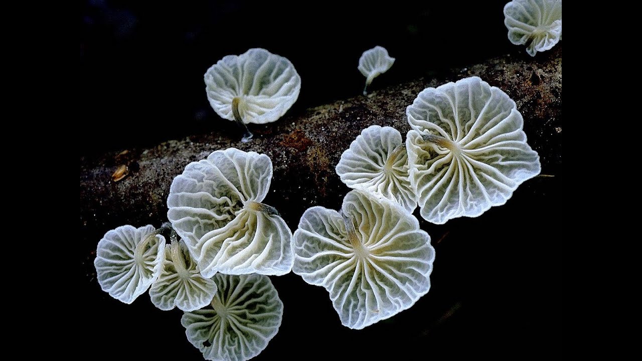 Pacific Northwest MUSHROOM TOUR!! Whidbey Island Mushroom Tours w