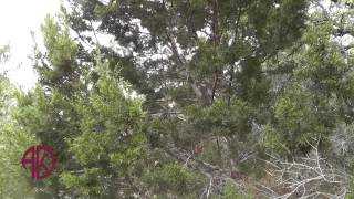 How to manage cedar pollen allergies in Central Texas - ADC
