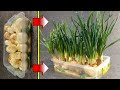 Growing Green Onions Made Easy: With Just a Towel and Water (DIY).