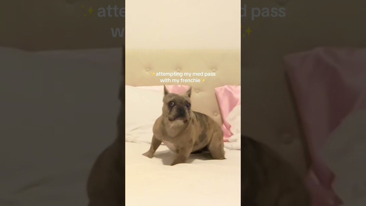  Oliviaworth1 I Think My Patient Is Broken Dog Doglover