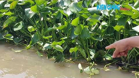 Cá về đất lành sông Cái Bé