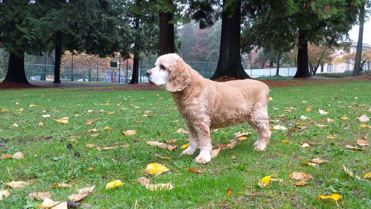 male cocker spaniel