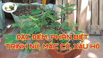 RÙA BONSAI | Đặc điểm, phân biệt Hoa Trinh Nữ ( Mắc cỡ, xấu hổ ) với các giống cây cùng họ | Mimosa
