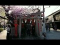 坂本冬美:また君に恋してるの歌声にのせて🎵京都祇園白川・鴨川の桜