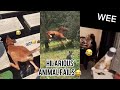 Hilarious Animal Fails | Tik Tok Animals