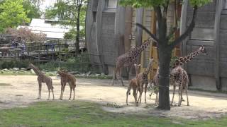 Diergaarde Blijdorp Rotterdam Zoo