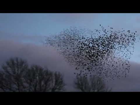 Starling Murmuration in the village of Ludgershall, Buckinghamshire