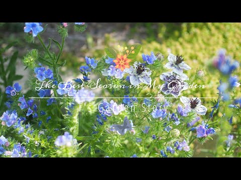 Video: Wanneer blom echium pininana?