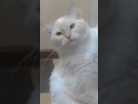 Эта морда😅 #кот #кошка #коты #кошки #котята #котик #котики #cat #cats #catlover #catvideos #котенок