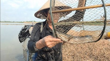 Đi Thăm Lờ theo Mương Ruộng Dính Được Cá Lóc Đồng Khủng Cá Rô Phi Cá Trê Lai Khủng @TámCáVlog1979 