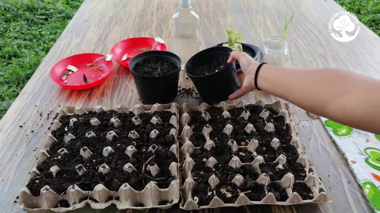 🥚🥦🥕CÓMO HACER UN SEMILLERO CON CARTONES DE HUEVO // MI HUERTA🥦🥕🥚