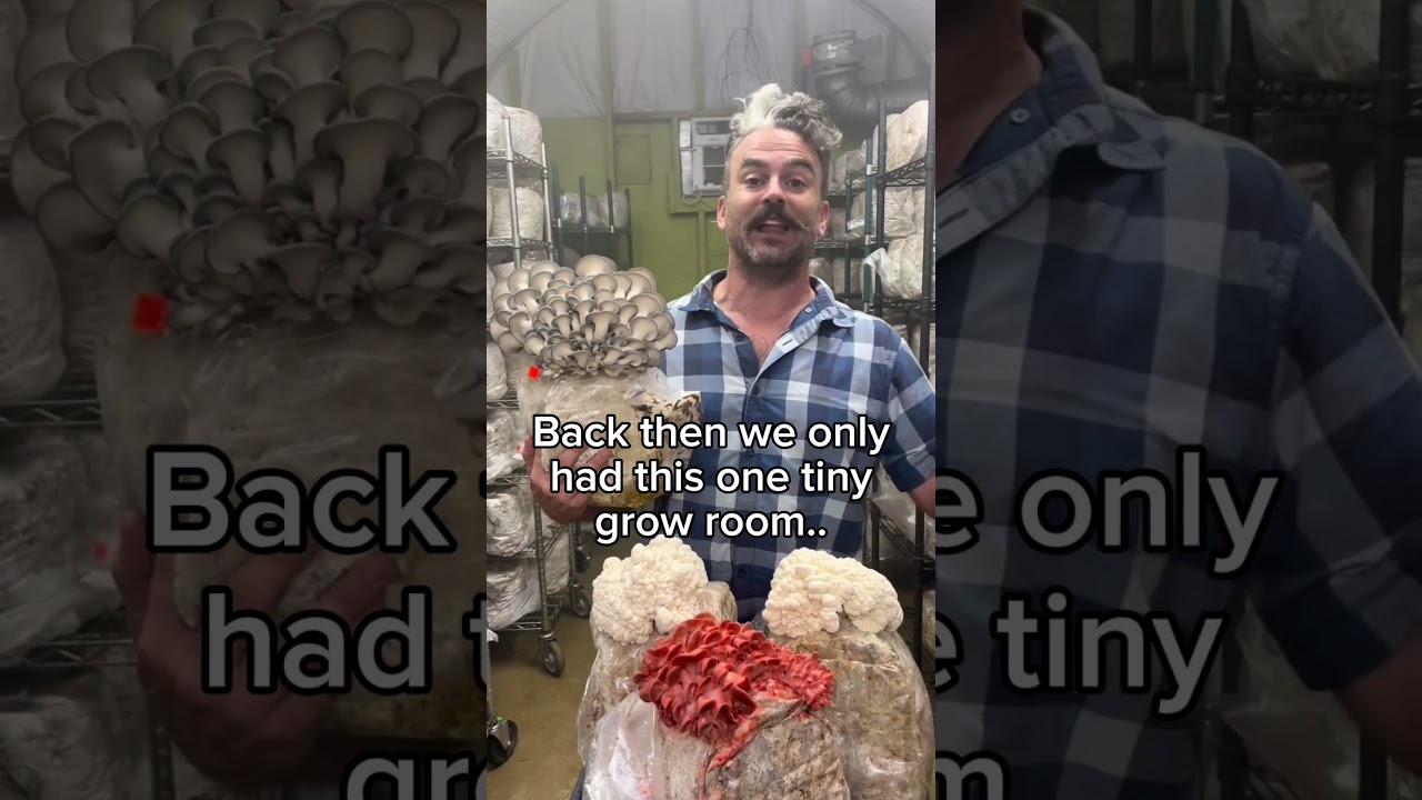 Humble beginnings at the mushroom farm 