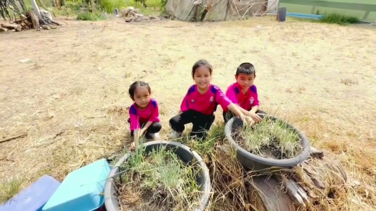 การสืบเสาะอิสระของนักเรียนบ้านนักวิทยาศาสตร์น้อยประเทศไทย ระดับประถมศึกษาเรื่อง ความสูงของต้นหอม